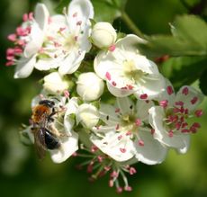 Frühlingsblüte-A1.jpg